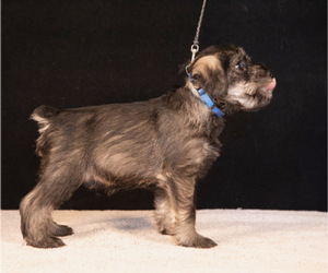 Medium Schnauzer (Standard)