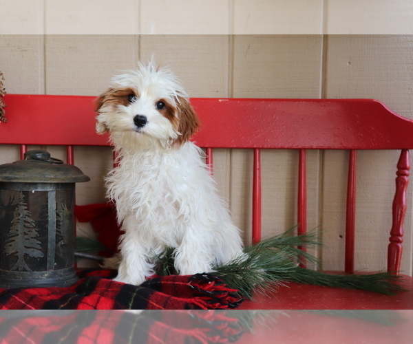 Medium Photo #1 Cavapoo Puppy For Sale in SHILOH, OH, USA