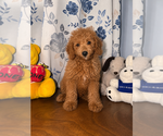 Small #33 Goldendoodle mix (+ Poodle Miniature)
