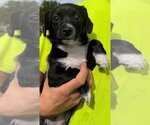Elsa - Female Mutt Dog for Adoption - Small photo