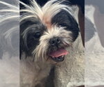 Small Photo #3 Shih Tzu-Unknown Mix Puppy For Sale in Grafton, WI, USA