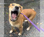 Small #3 Labrador Retriever Mix