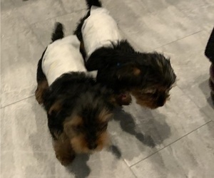 Yorkshire Terrier Litter for sale in IRVINE, CA, USA