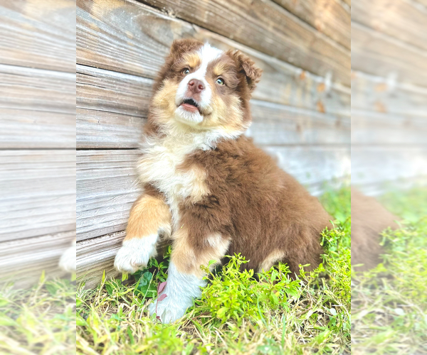 Medium Photo #1 Australian Shepherd Puppy For Sale in ORLANDO, FL, USA