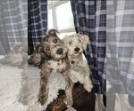 Small #1 Havanese