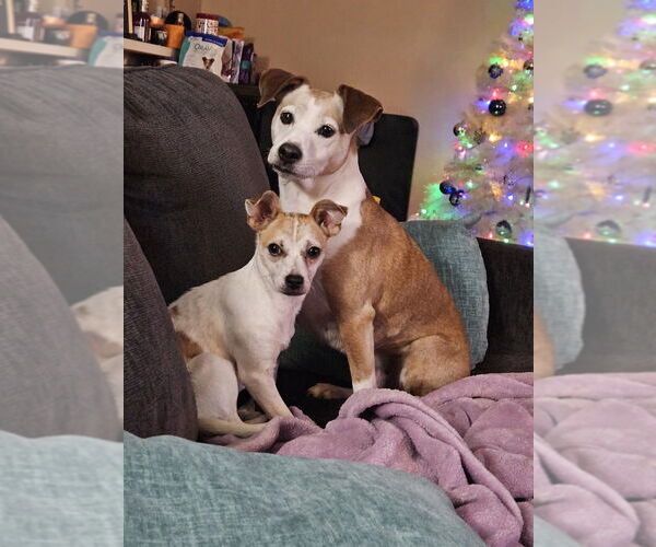 Medium Photo #10 Chihuahua-Unknown Mix Puppy For Sale in Mundelein, IL, USA