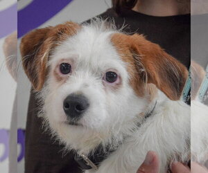 Jack Russell Terrier-Unknown Mix Dogs for adoption in Huntley, IL, USA