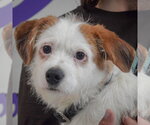 Small Jack Russell Terrier Mix