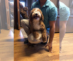 Small Photo #1 Goldendoodle (Miniature) Puppy For Sale in SAINT MARYS, KS, USA