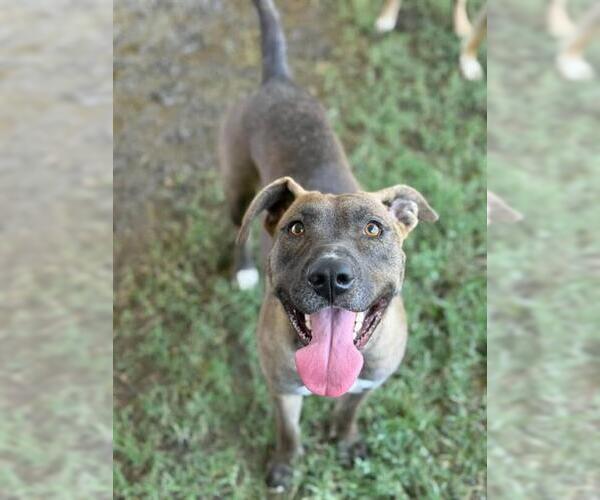 Medium Photo #2 American Pit Bull Terrier-Labrador Retriever Mix Puppy For Sale in Riverside, CA, USA