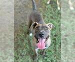 Small #1 American Pit Bull Terrier-Labrador Retriever Mix