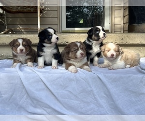 Miniature Australian Shepherd Litter for sale in CHILHOWIE, VA, USA