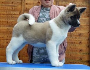 Akita Puppy for sale in NEW ORLEANS, LA, USA