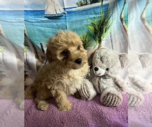Goldendoodle mix (+ Poodle Miniature) Puppy for sale in CENTER HILL, FL, USA