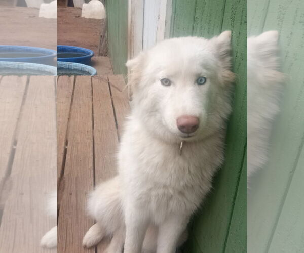 Medium Photo #9 Samoyed-Siberian Husky Mix Puppy For Sale in Pacific grove , CA, USA