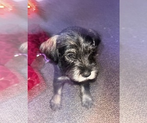 Schnauzer (Standard) Puppy for sale in NEW LONDON, NC, USA