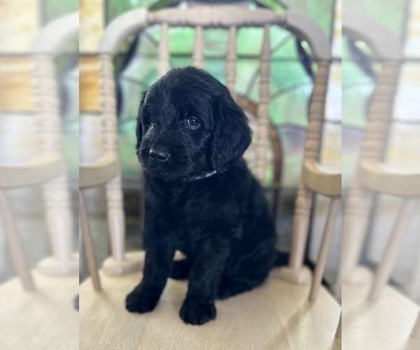Medium Photo #5 Goldendoodle Puppy For Sale in ABILENE, TX, USA