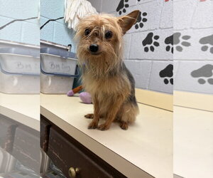 Mutt Dogs for adoption in Amarillo, TX, USA