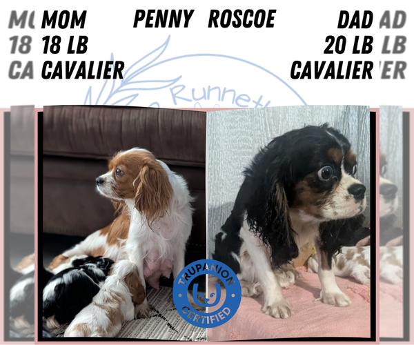 Medium Photo #6 Cavalier King Charles Spaniel Puppy For Sale in GOSHEN, IN, USA