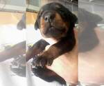 Small Photo #6 Doberman Pinscher Puppy For Sale in CORONA, CA, USA