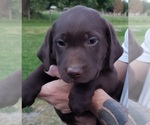 Small #6 Labrador Retriever