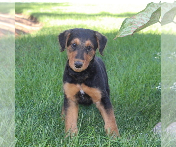 Medium Photo #2 Airedale Terrier Puppy For Sale in HOLTWOOD, PA, USA