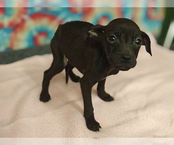 Medium Photo #5 Mutt Puppy For Sale in Royal Palm Beach, FL, USA