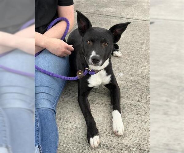 Medium Photo #2 Border Collie Puppy For Sale in Houston, TX, USA