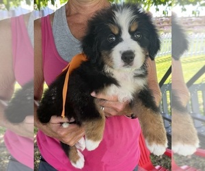 Bernese Mountain Dog Puppy for sale in SPENCER, IN, USA