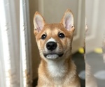 Small #2 Shiba Inu