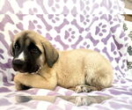 Small #3 Mutt