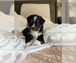 Puppy Artie Miniature Australian Shepherd