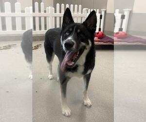 German Shepherd Dog-Unknown Mix Dogs for adoption in Las Vegas, NV, USA