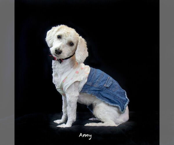 Medium Photo #2 Havanese-Unknown Mix Puppy For Sale in Hot Springs Village, AR, USA