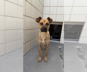 Black Mouth Cur Dogs for adoption in Corpus Christi, TX, USA