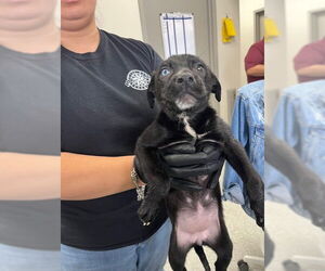 American Pit Bull Terrier-Unknown Mix Dogs for adoption in Pasadena, TX, USA