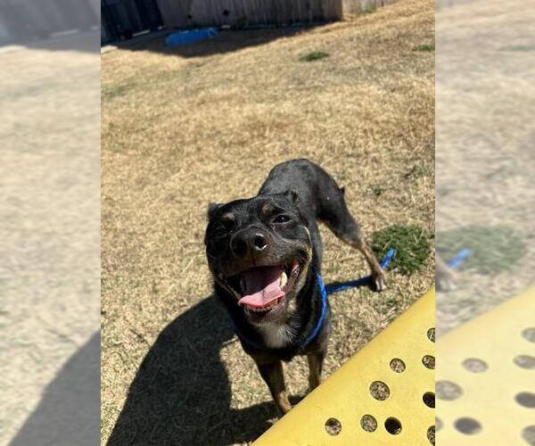 Medium Photo #1 Chihuahua-Unknown Mix Puppy For Sale in Temple, TX, USA