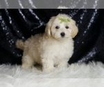 Small #3 Maltipoo