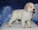 Small Photo #9 Goldendoodle Puppy For Sale in LAKELAND, FL, USA