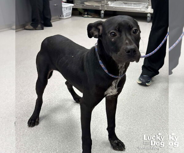 Medium Photo #1 Labrador Retriever-Unknown Mix Puppy For Sale in Washington, DC, USA