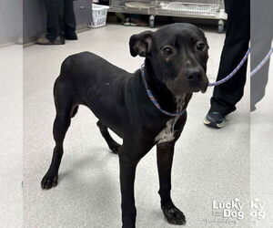 Labrador Retriever-Unknown Mix Dogs for adoption in Washington, DC, USA