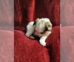 Small Photo #15 Yorkshire Terrier Puppy For Sale in AKRON, OH, USA