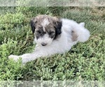 Small Photo #2 Poodle (Standard) Puppy For Sale in CRAIG, NE, USA