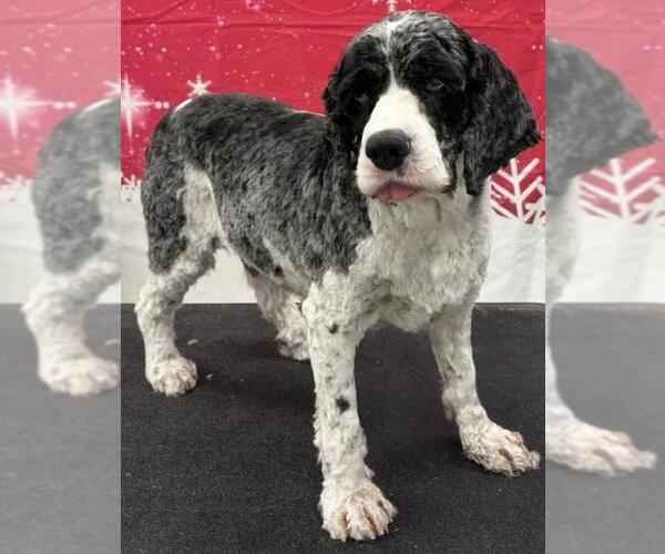 Medium Photo #5 Cocker Spaniel Puppy For Sale in Westminster, MD, USA