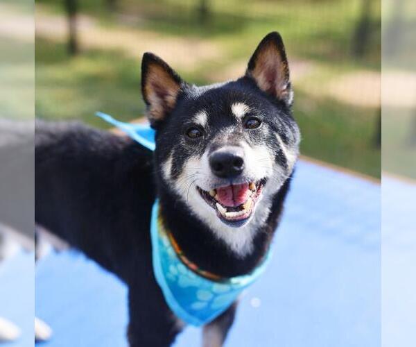 Medium Photo #1 Shiba Inu-Unknown Mix Puppy For Sale in San Antonio, TX, USA