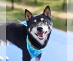 Small Shiba Inu Mix