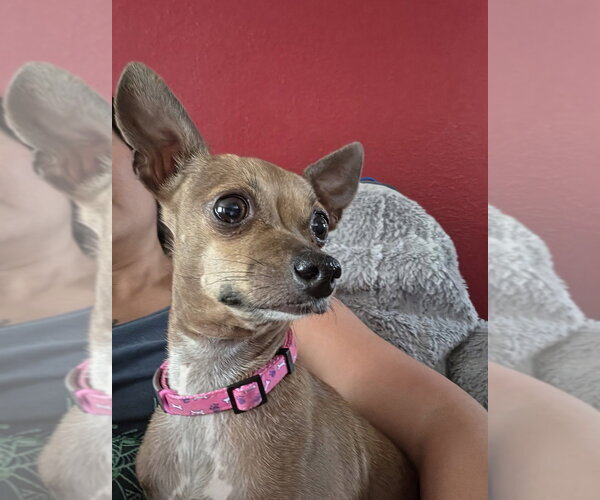 Medium Photo #1 Chihuahua Puppy For Sale in Lakewood, CO, USA