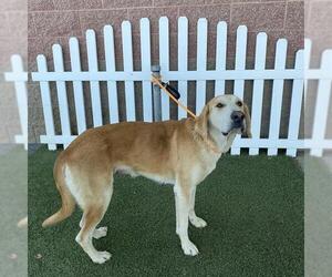 Bloodhound-Unknown Mix Dogs for adoption in Modesto, CA, USA