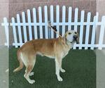 A614659 - Female Bloodhound-Unknown Mix Dog for Adoption - Small photo