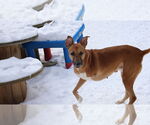 Small #4 German Shepherd Dog-Saluki Mix
